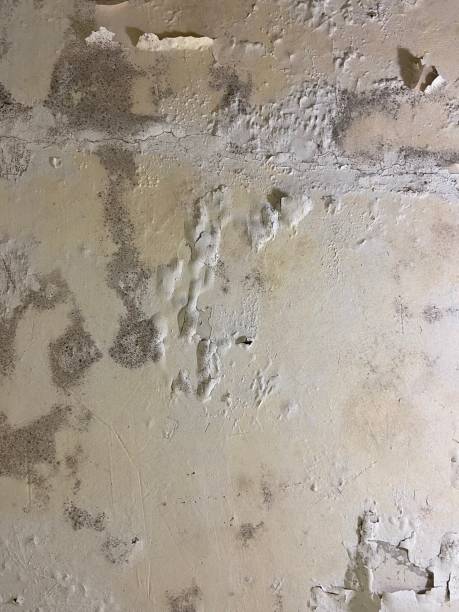 Best Residential Mold Removal  in Sheridan, IN