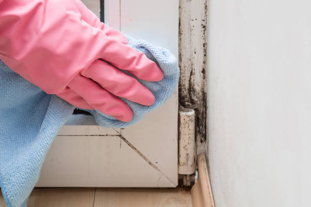 Best Crawl Space Mold Removal  in Sheridan, IN
